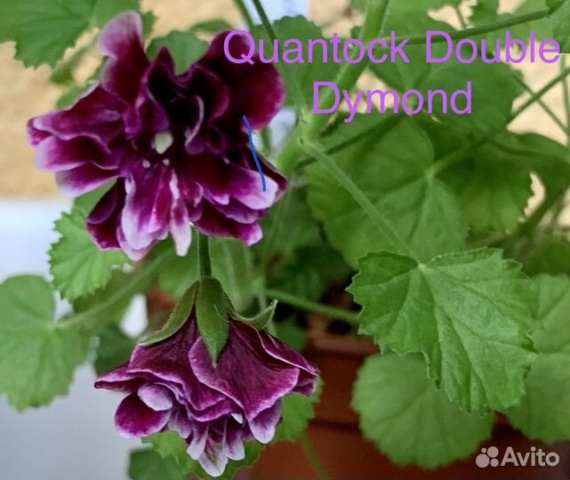 Сортовые пеларгонии 2