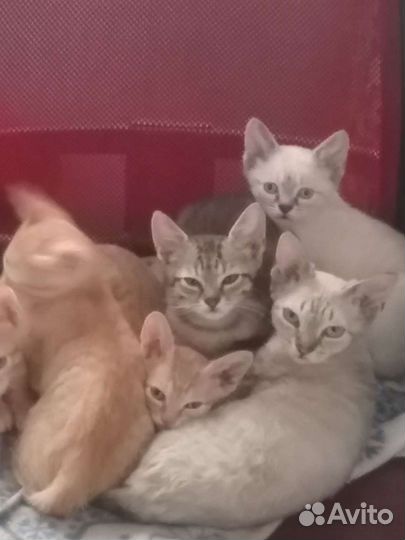 Котята британские короткошерстные