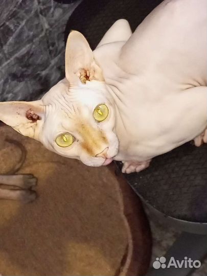 Кот вязка