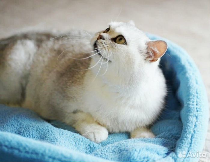 Британская шиншилла