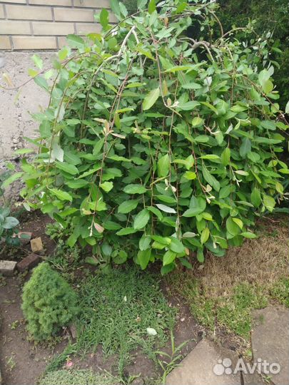 Плакучая Верба на штампе