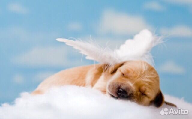 Ветеринарный врач (усыпление+кремация ) Все районы