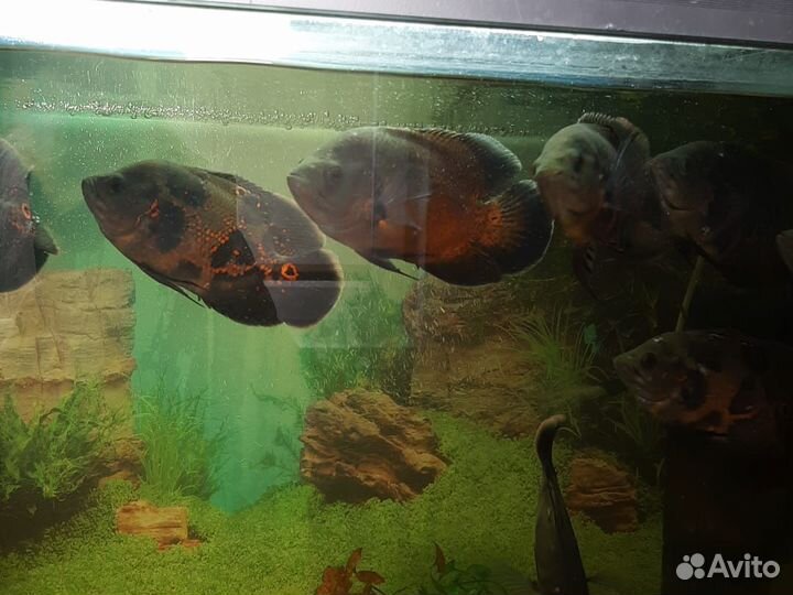 Аквариумные рыбки