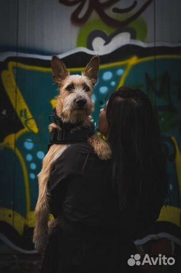 Квартирная передержка собак у кинолога