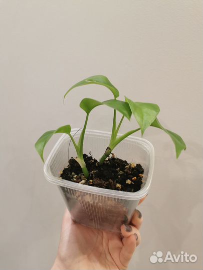 Монстера рафидофора (срез)