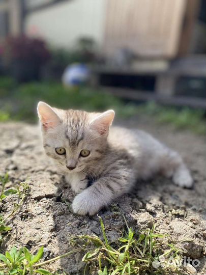 Бобтейл кошечки (мама Британка)