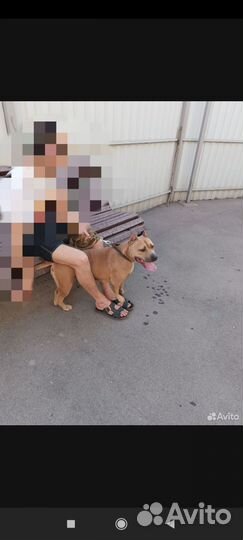 Собака стаффорд