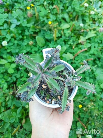 Каланхоэ Серрата