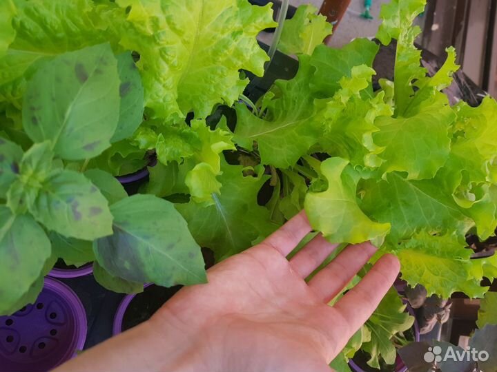 Установка по Гидропонике 39 растений