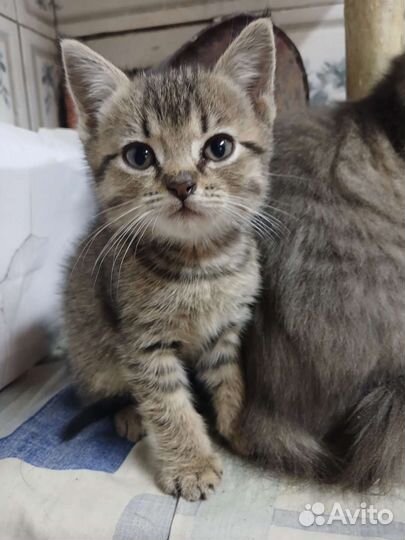 Кошка в дар бесплатно