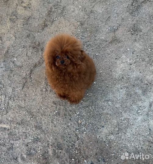 Мальчик тедди китай