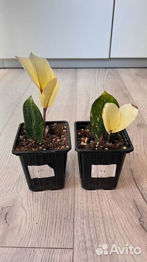 Замиокулькас вариегатный Шорт Лив