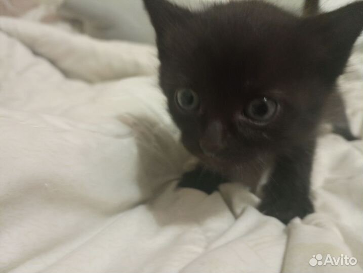 Котята в добрые руки мальчики