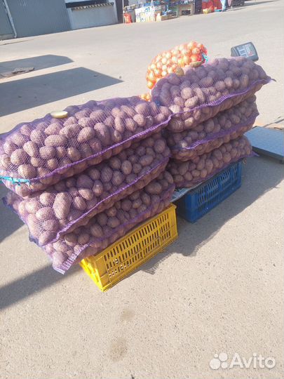 Картошка оптом(сорт галла)