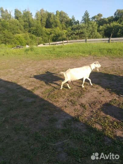 Коза дойная