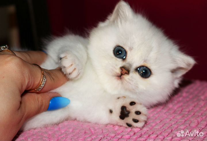 Британские серебристые шиншиллы