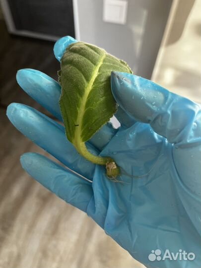 Глоксиния сортовая