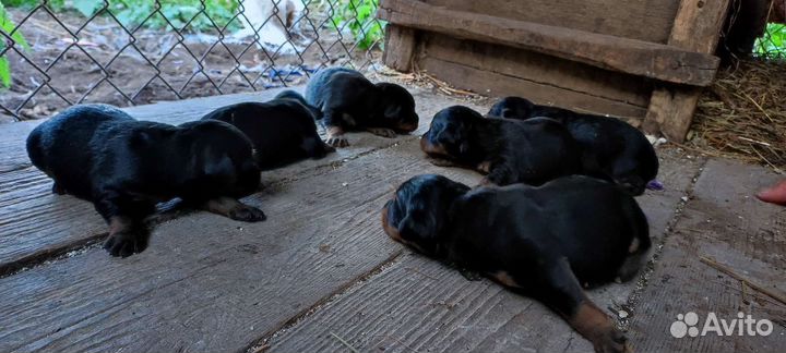 Щенки ягдтерьера