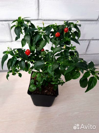 Комнатный перчик (семицвет)