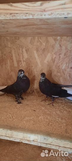 Продажа николаевских голубей