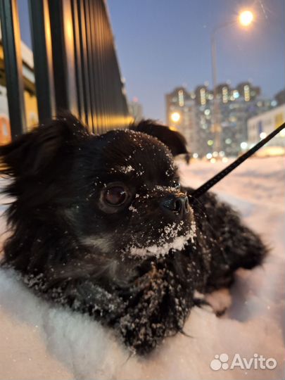 Выгул собак