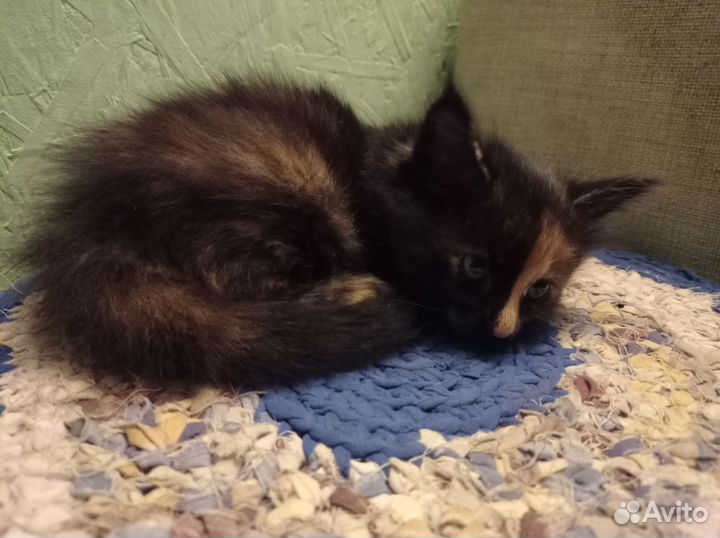 Котята. Только кошки