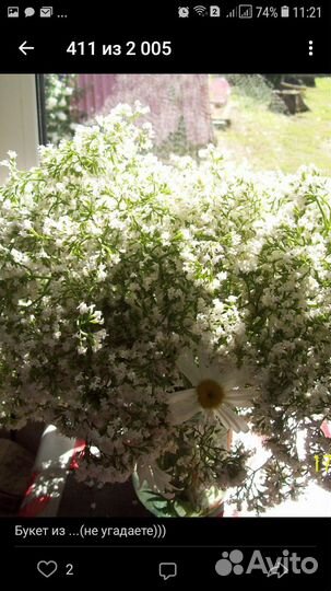 Пряные и лекарственные многолетники