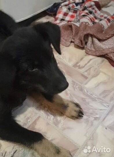 Малышка-чернышка