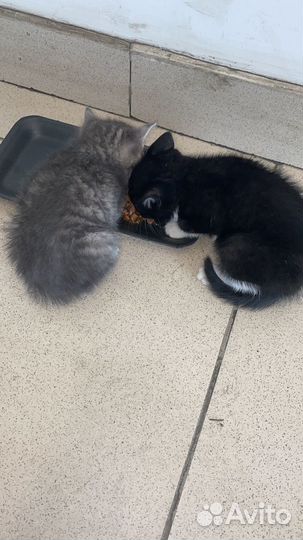Котята отдам даром