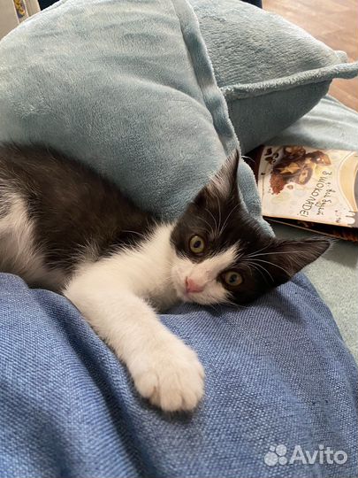 Котята в добрые руки вислоухий