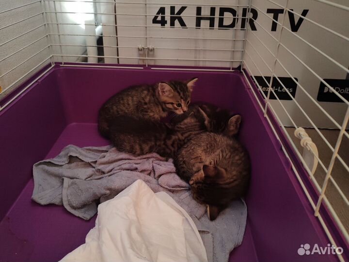 Котята в добрые руки