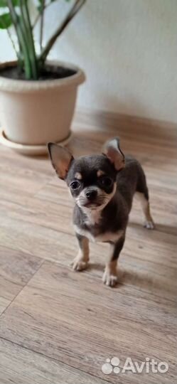 Щенки чихуахуа
