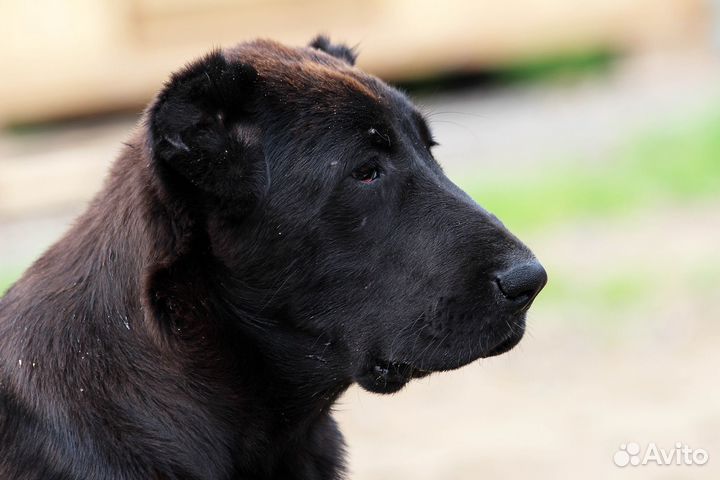 Среднеазиатская овчарка алабай щенки
