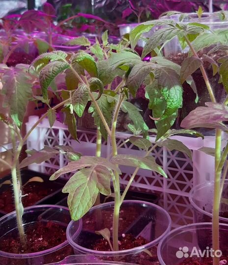 Рассада томатов