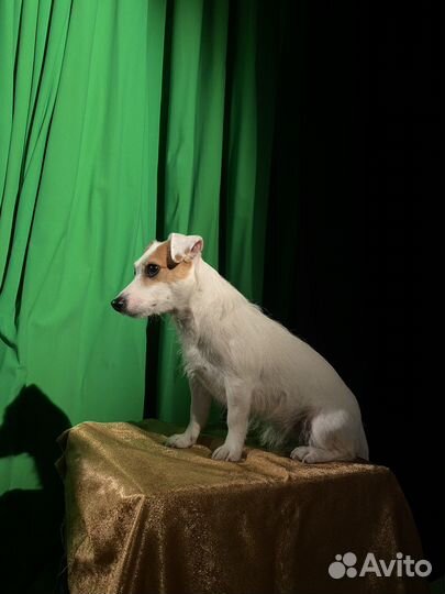 Джек Рассел терьер в аренду для съемок