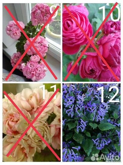 Герани- отводки от 50, есть другие растения