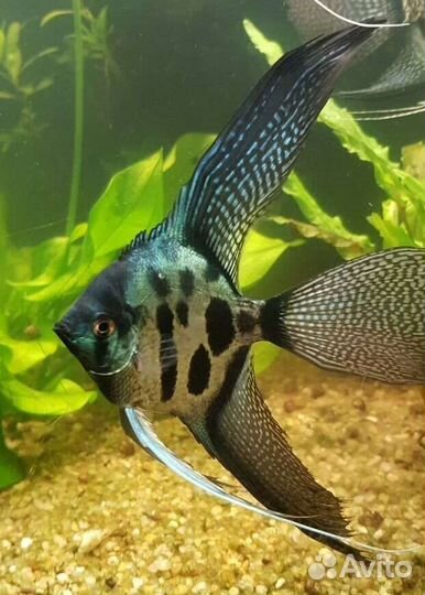 Скалярия манакапуру, дантум альбино, Рио-Нанай