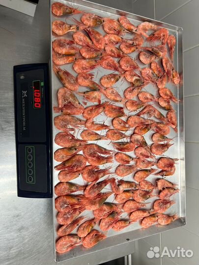 Северная креветка 