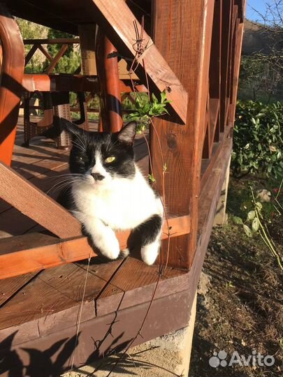 Кот в добрые руки бесплатно