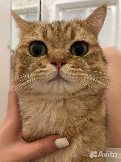 Шотландский кот