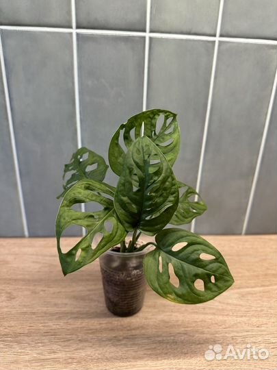 Монстера Адансони / манки маск