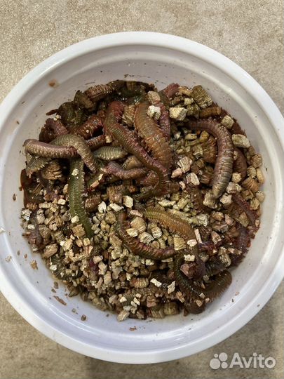 Нереис, червь лиманный.Креветка черноморская