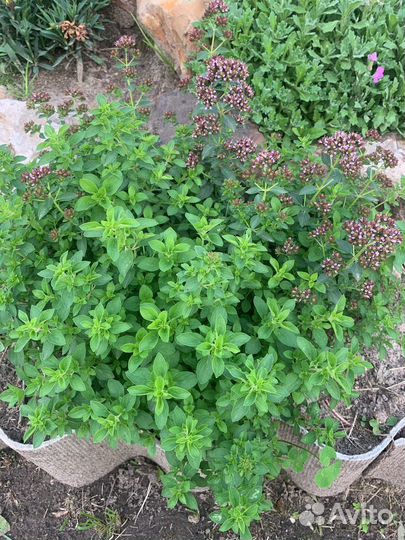 Тимьян ползучий