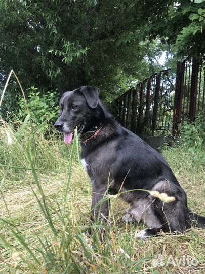 Кобель для вязки