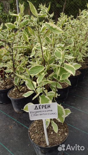 Дерен элегантиссима