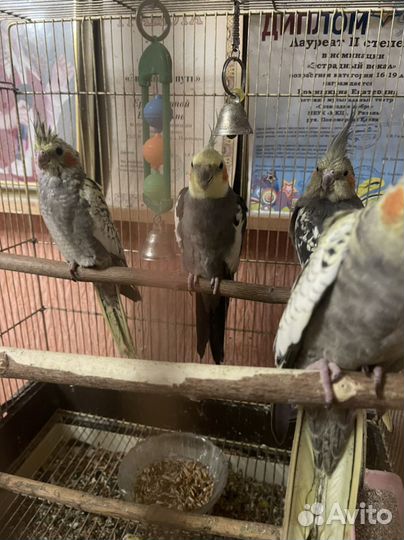 Попугай корелла