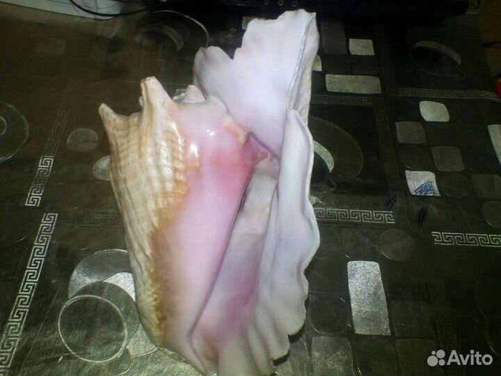 Ракушка огромная