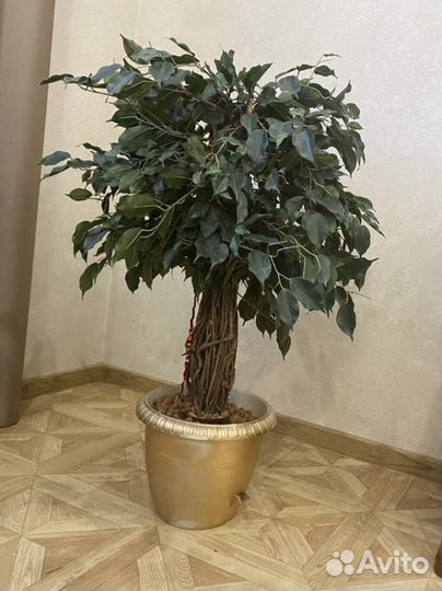 Фикус бенджамина искуственный