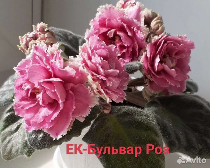 Фиалки сортовые, стандарты