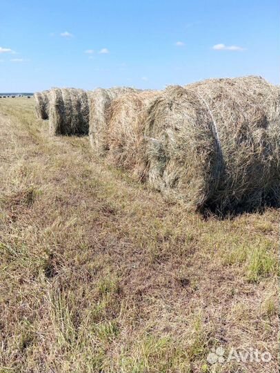 Сено в тюках